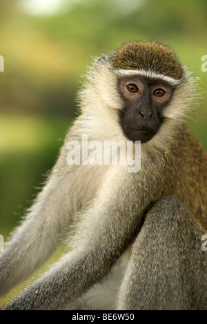 Vervet Affe (Chlorocebus Pygerythrus) in Uganda. Stockfoto