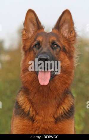 Alt Deutscher Schäferhund Hund, langhaariger Schäferhund, Porträt Stockfoto