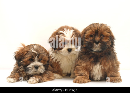 3 Lhasa Apso Welpen, 8 Wochen Stockfoto