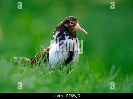 Kampfläufer (Philomachus Pugnax), männliche Gefieder Zucht Stockfoto