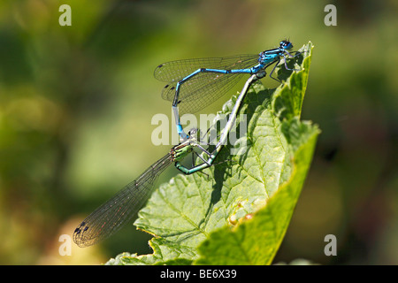 Azure Libellen (Coenagrion Puella oder gemeinsame Coenagrion), Odonata, echte Libelle, männliche und weibliche Paarung Stockfoto