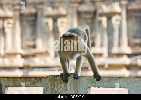 Rhesus-Makaken-Affen im Sri Jalagandeeswarar Tempel in Vellore Fort in Vellore, Indien Stockfoto