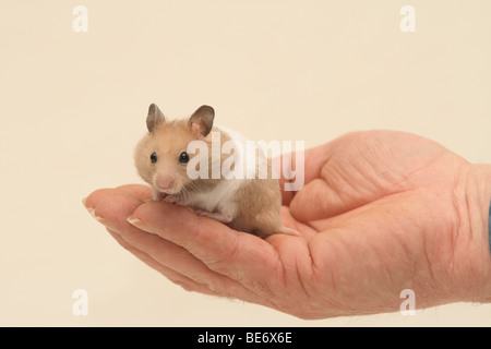 Hand hält eine kleine Goldhamster Stockfoto