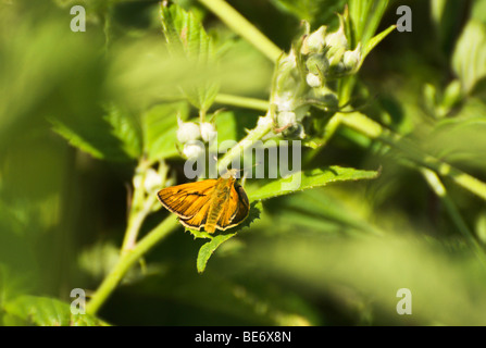 Ein großer Skipper (Ochlodes Venata) Schmetterling in eine Hecke in West Sussex abgebildet. Stockfoto