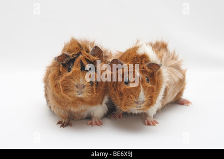 Abessinier Meerschweinchen sitzen nebeneinander, in die Kamera schaut Stockfoto