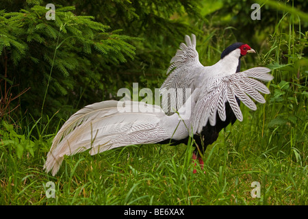 Silberne Fasan (Lophura Nycthemera), Männlich Stockfoto