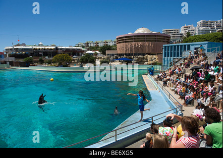 Delphin-Show, Ozeanarium, Bayworld, Port Elizabeth, Südafrika Stockfoto