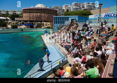 Delphin-Show, Ozeanarium, Bayworld, Port Elizabeth, Südafrika Stockfoto