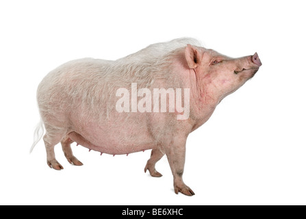 Seitenansicht des Göttingen Minipig stand vor weißem Hintergrund, Studio gedreht Stockfoto