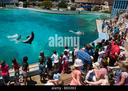 Delphin-Show, Ozeanarium, Bayworld, Port Elizabeth, Südafrika Stockfoto