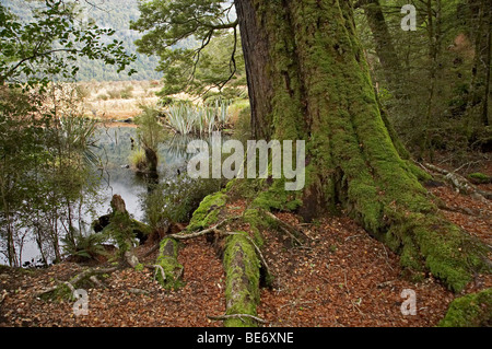 Buchenwald am Spiegel Seen, Milford Road, Fjordland National Park, Fiordland, Südinsel, Neuseeland Stockfoto