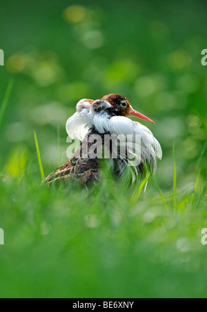 Kampfläufer (Philomachus Pugnax), männliche Gefieder Zucht Stockfoto