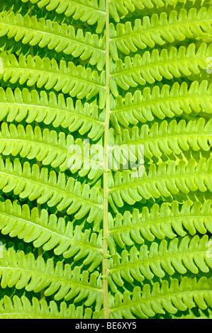 Gemeinsamen Wurmfarn (Dryopteris Filix-Mas), detail Stockfoto