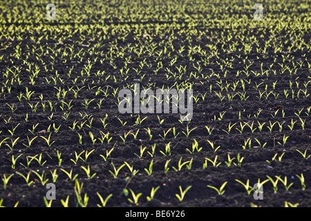 Junger Mais (Zea Mays) Pflanzen kurz nach der Aussaat in einem Feld, Bermatingen, Baden-Württemberg, Deutschland, Europa Stockfoto