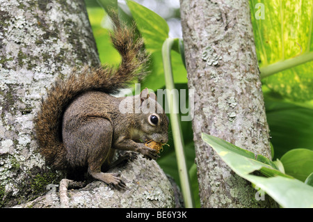 Eichhörnchen (Sciurus Vulgaris), mit Mutter Stockfoto