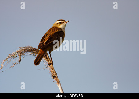 Schilfrohrsänger (Acrocephalus Schoenobaenus) thront auf einem Rohr, Neusiedler See, Burgenland, Österreich, Europa Stockfoto