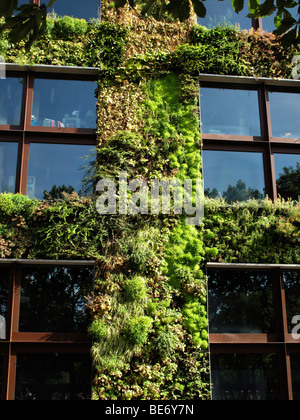 Vertikale Gärten von Patrick Blanc, Musee du Quai Branly, Paris, Frankreich Stockfoto