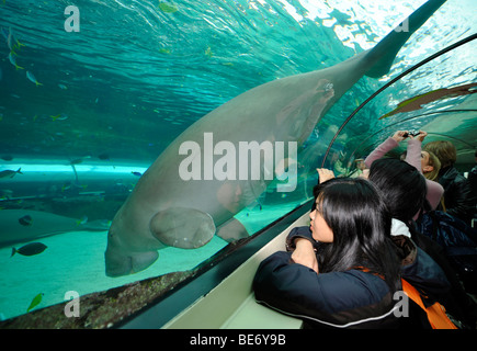 Dugong (Dugong Dugong), Besucher, in einen Tunnel aus Acryl, Großanzeige Aquarium, Aquarium von Sydney, Sydney, New South Wales, Austr Stockfoto