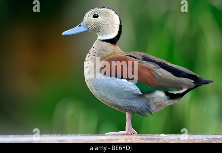 Beringter Teal (Callonetta Leucophrys) Stockfoto