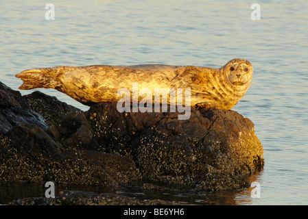 Hafen seal Sonnenbaden auf Felsen im späten Abend-Victoria, British Columbia, Kanada. Stockfoto