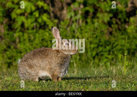 Europäischen Kaninchen (Oryctolagus Cuniculus) Stockfoto