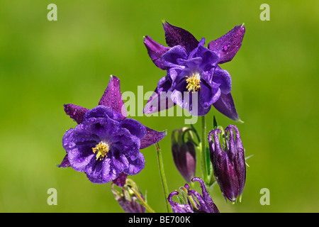 Sorte Akelei (Aquilegia), Zierpflanze, giftige Gartenpflanze Stockfoto