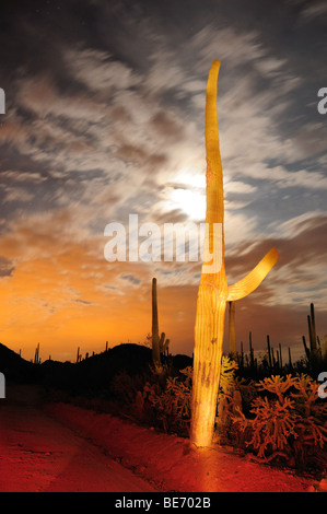 Saguaro-Kaktus (Carnegiea Gigantea) in der Saguaro National Park West in der Nacht in der Sonora-Wüste in Tucson, Arizona, USA. Stockfoto