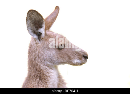 Östliche graue Känguru (Macropus Giganteus), Queensland, Australien Stockfoto