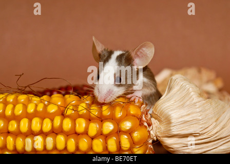 Fancy Mouse klettert über eine Maiskolben Stockfoto