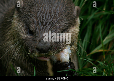 Asiatische kleine krallenbewehrten Otter Verzehr von Fisch, Nahaufnahme Stockfoto