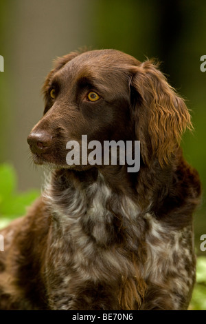 Hund - kleiner Munsterlander (Kleiner Munsterlander) - Porträt-Wisconsin Stockfoto