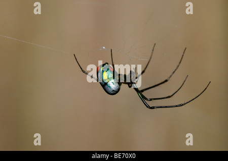 Eine bunte Obstgarten Orbweaver Spinne. Texas, USA. Stockfoto