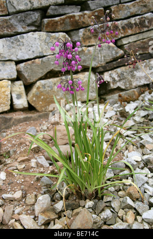 Nickte rosarote Zwiebel, Wilde Zwiebel, Lady's Leek, Allium cernuum, Alliaceae. Nordamerika Stockfoto