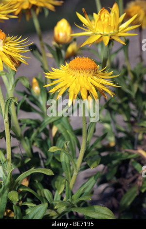 Goldene Everlasting Daisy - Bracteantha Bracteacta [ehemals Helichrysum Bracteatum]-Familie Asteraceae Stockfoto