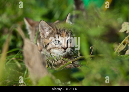 Hauskatze, Kätzchen in den Büschen versteckt Stockfoto