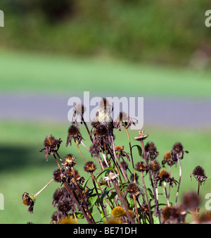 Eine amerikanische Stieglitz Zuchtjahr Tristis thront auf einem herbstlichen Sonnenhut Essen Samen. Stockfoto