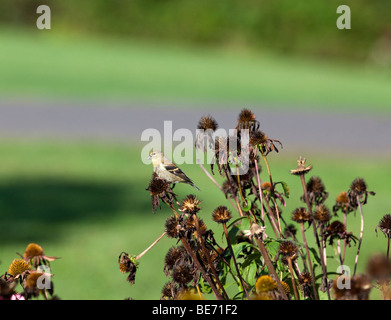 Eine amerikanische Stieglitz Zuchtjahr Tristis thront auf einem herbstlichen Sonnenhut Essen Samen. Stockfoto
