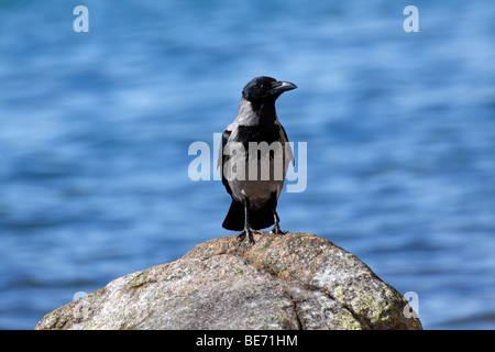 Mit Kapuze Krähe, Dun Krähe (Corvus Corone Cornix) stehend auf einem Stein an der Ostseeküste, Jasmund Nationalpark, Insel Rügen Stockfoto