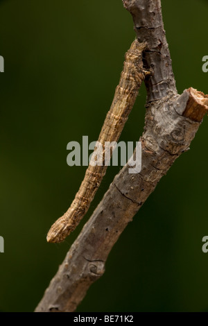 Geometride Motte Larve - Common Name Raupe - Oregon - USA - Familie Geometridae - sieht aus wie Zweig Stockfoto