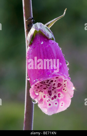 Lila Fuchspelz oder Lady's Glove (Digitalis purpurea) mit Tau-Tropfen Stockfoto