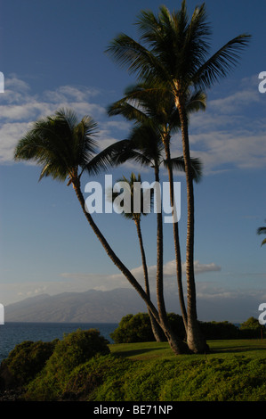 Palmen in Hawaii Stockfoto