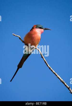 Südlichen Carmine Bienenfresser (Merops Nubicoides), Chobe Nationalpark, Botswana, Afrika Stockfoto