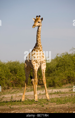 Giraffe (Giraffa Plancius), Chobe Nationalpark, Botswana, Afrika Stockfoto