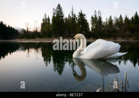 Höckerschwan (Cygnus Olor), Isar-Reservoir in der Nähe von Krün, Bayern, Deutschland, Europa Stockfoto