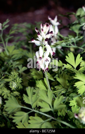 White-Ramping Erdrauch - Fumaria Capreolata - Familie Berberidaceae Stockfoto