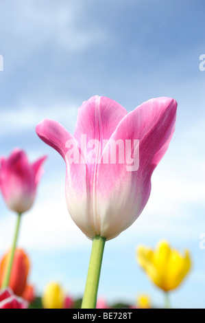 Tulpen auf einer Wiese in der Nähe von Ambach, Starnberger See, Upper Bavaria, Bayern, Deutschland, Europa Stockfoto