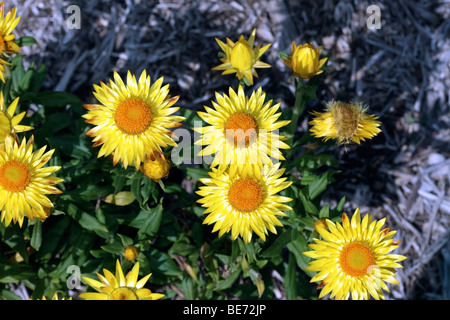 Goldene Everlasting Daisy - Bracteantha Bracteacta [ehemals Helichrysum Bracteatum]-Familie Asteraceae Stockfoto