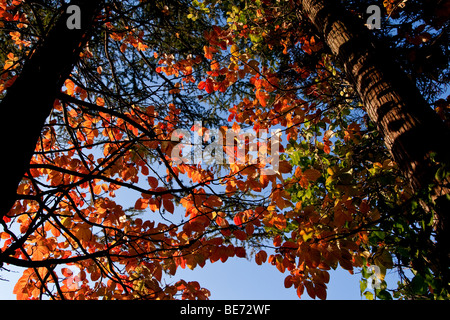 Herbstfärbung von Kletterer Poison Ivy in Japan Stockfoto