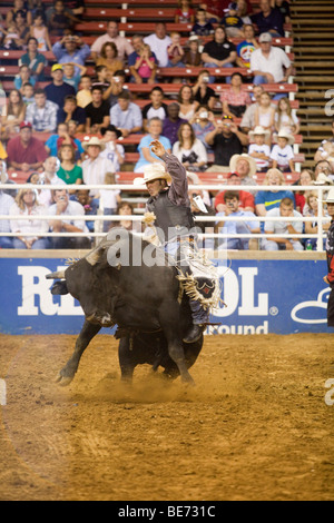 Rodeo Cowboy Bullenreiten beim Mesquite Championship Rodeo, Mesquite, Texas, USA Stockfoto