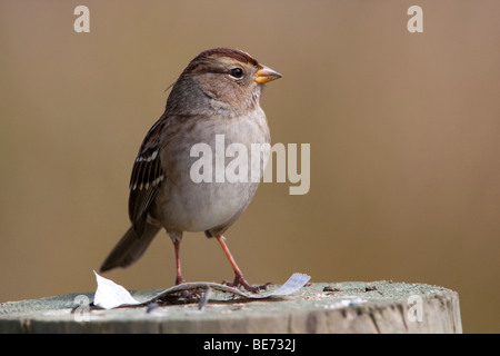 Unreife White – Crowned Sparrow (Zonotrichia Leucophrys), Point Reyes National Seashore, Kalifornien, USA Stockfoto